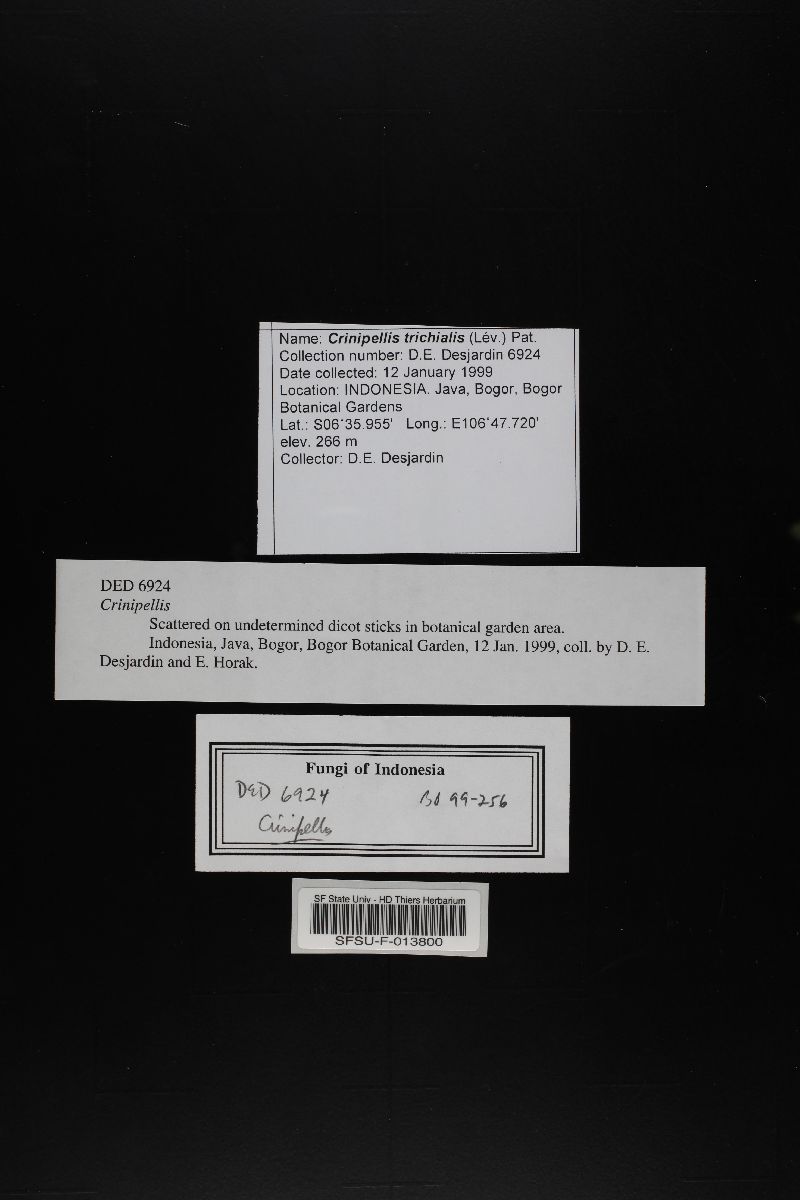 Crinipellis trichialis image