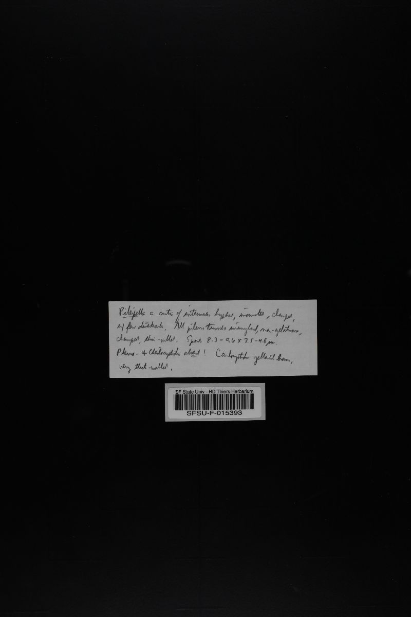 Gymnopus contrarius image