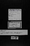 Gymnopus luxurians image