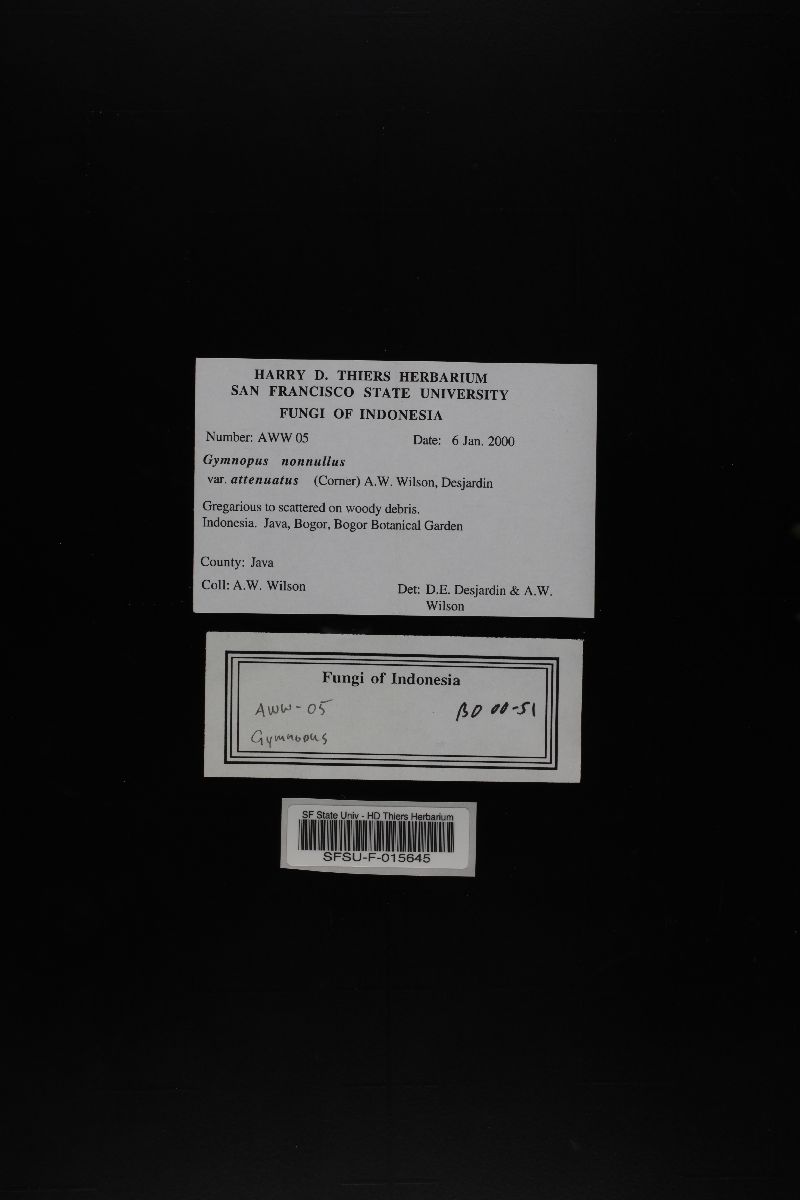 Gymnopus nonnullus var. attenuatus image