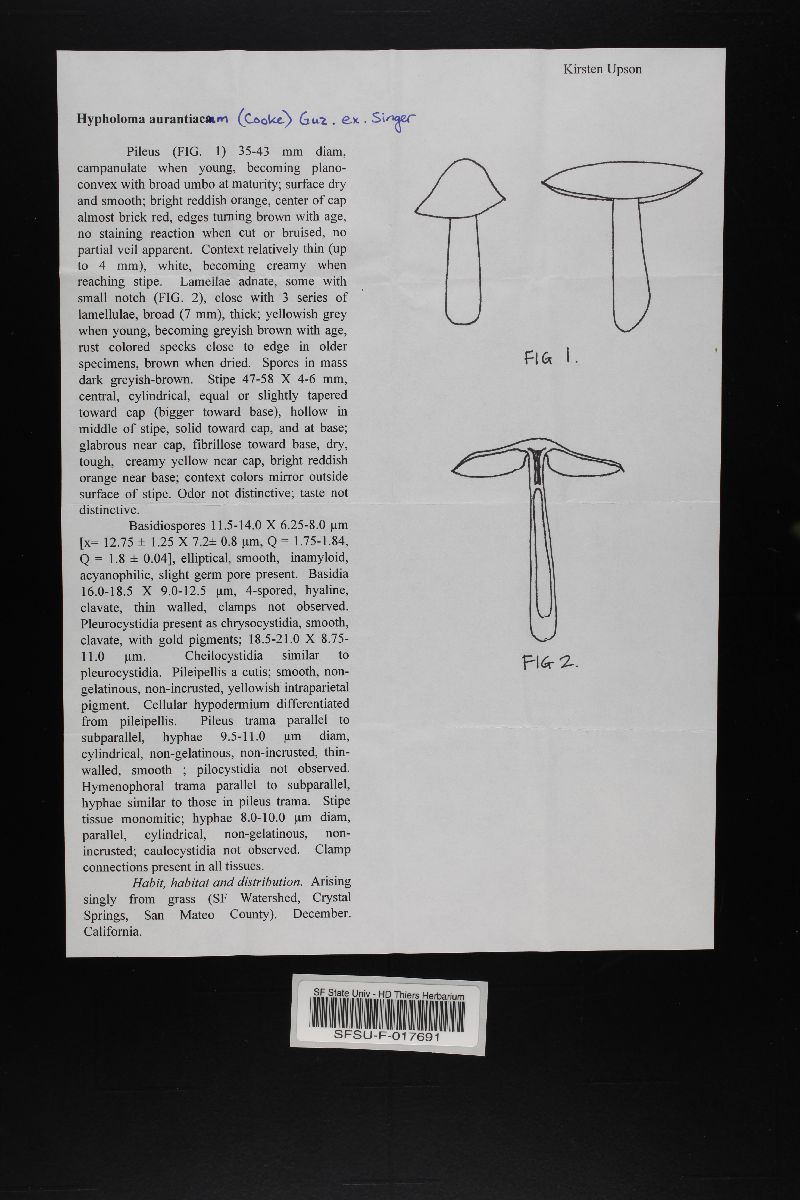 Hypholoma aurantiacum image