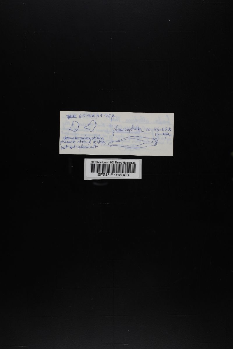 Inocybe albodisca image