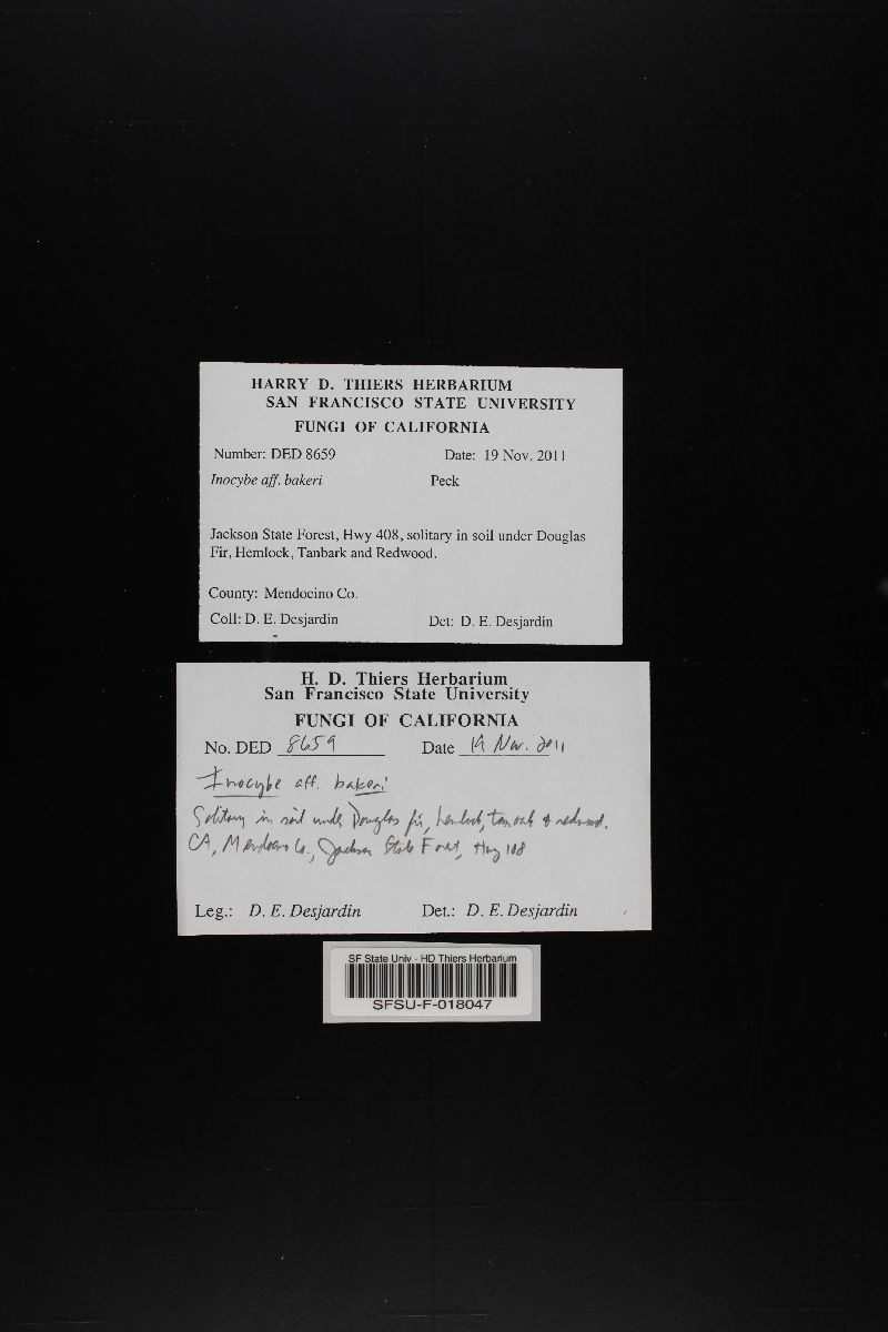 Inocybe bakeri image