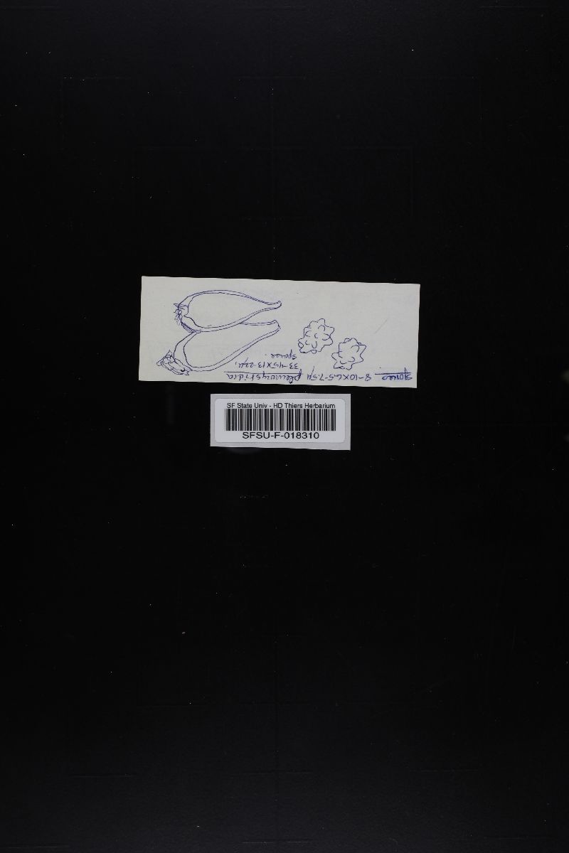 Inocybe nodulospora image