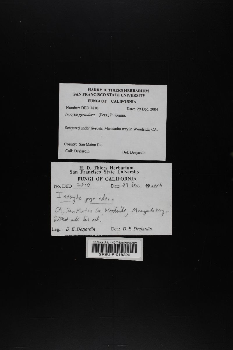 Inocybe pyriodora image