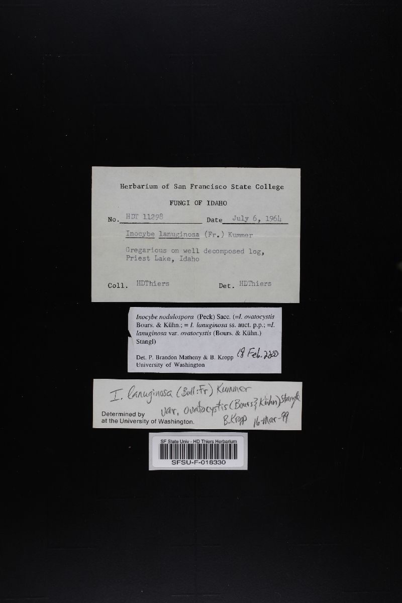 Inocybe nodulospora image