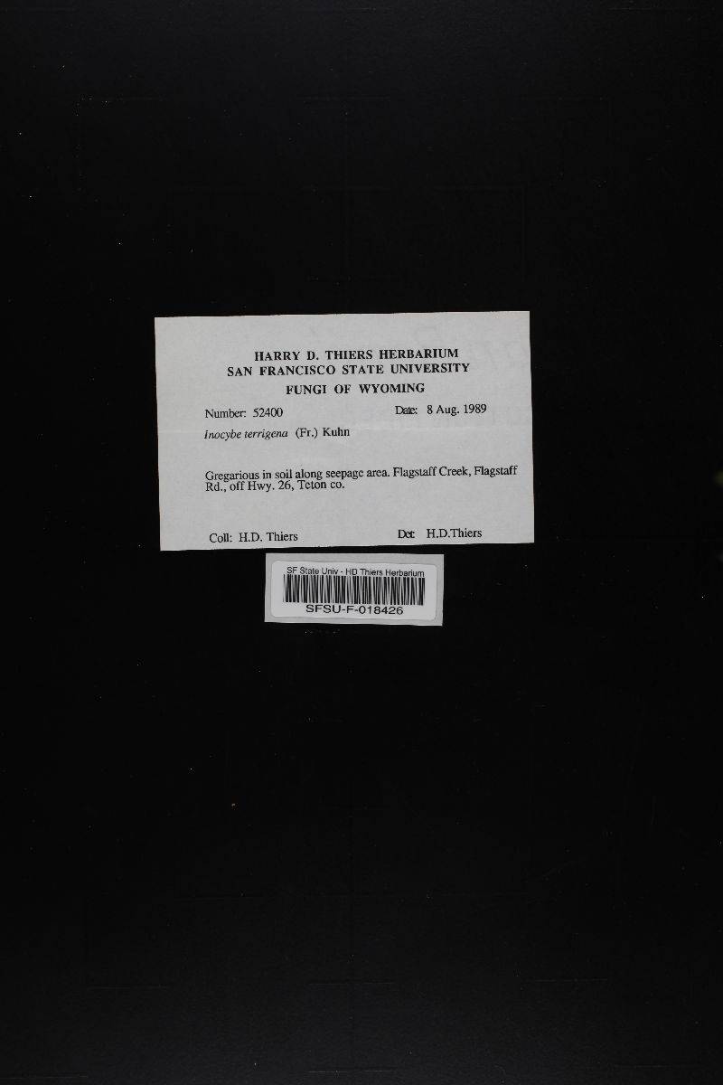 Inocybe terrigena image