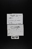 Clitocybe fragrans image