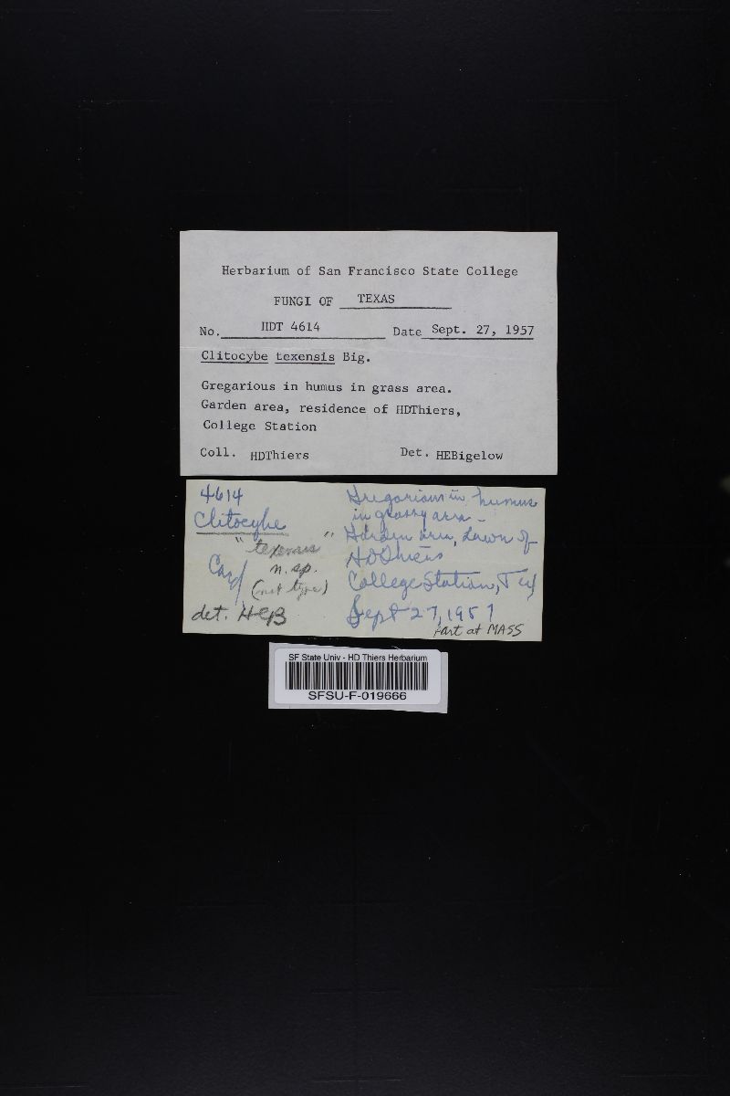 Clitocybe texensis image