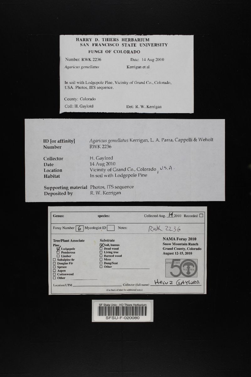 Agaricus gemellatus image