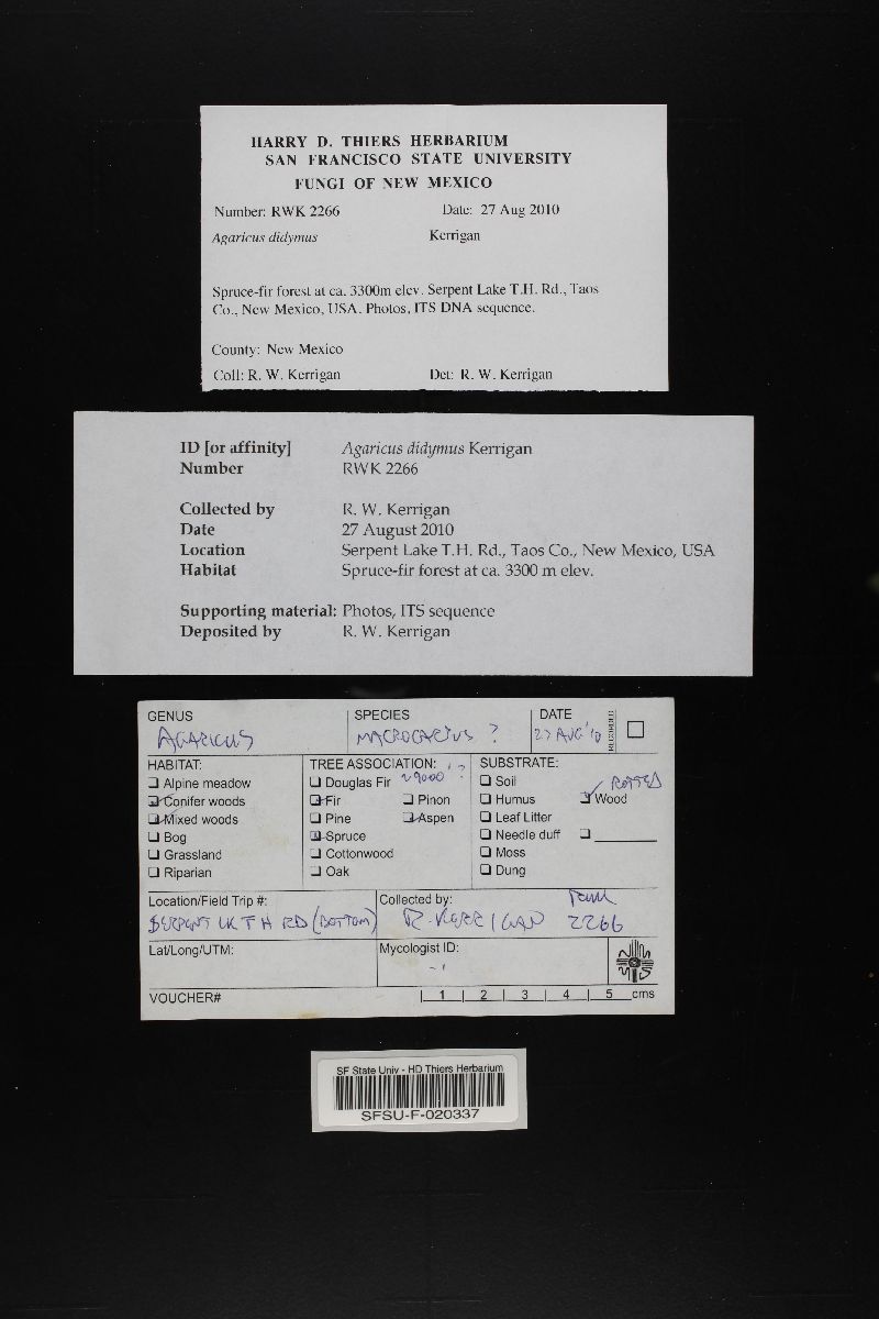 Agaricus didymus image