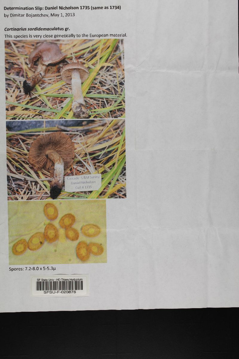 Cortinarius sordidemaculatus image