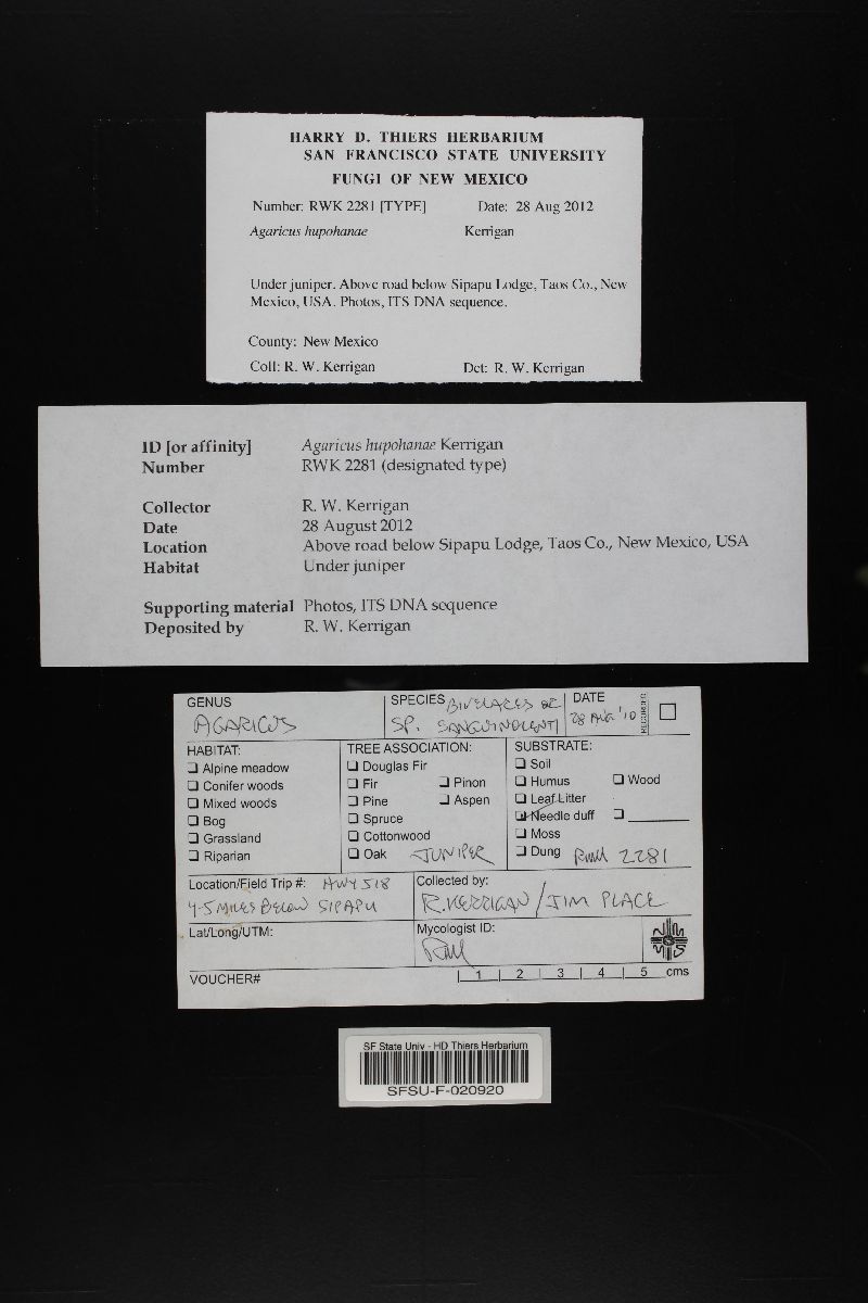 Agaricus hupohanae image