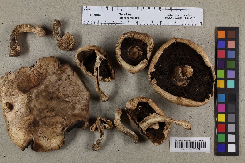 Agaricus berryessae image