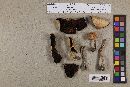 Agaricus bellanniae image