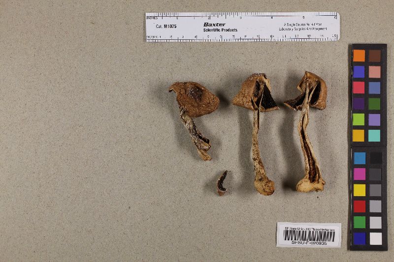 Agaricus cordillerensis image