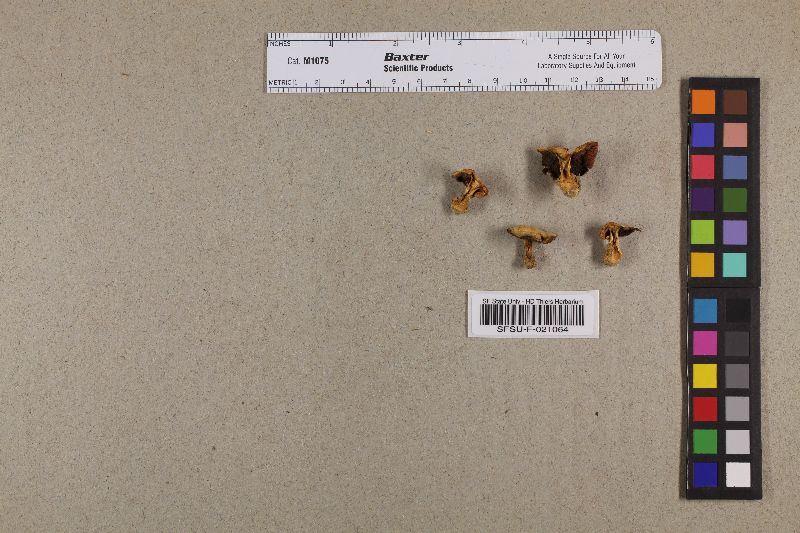 Agaricus stevensii image