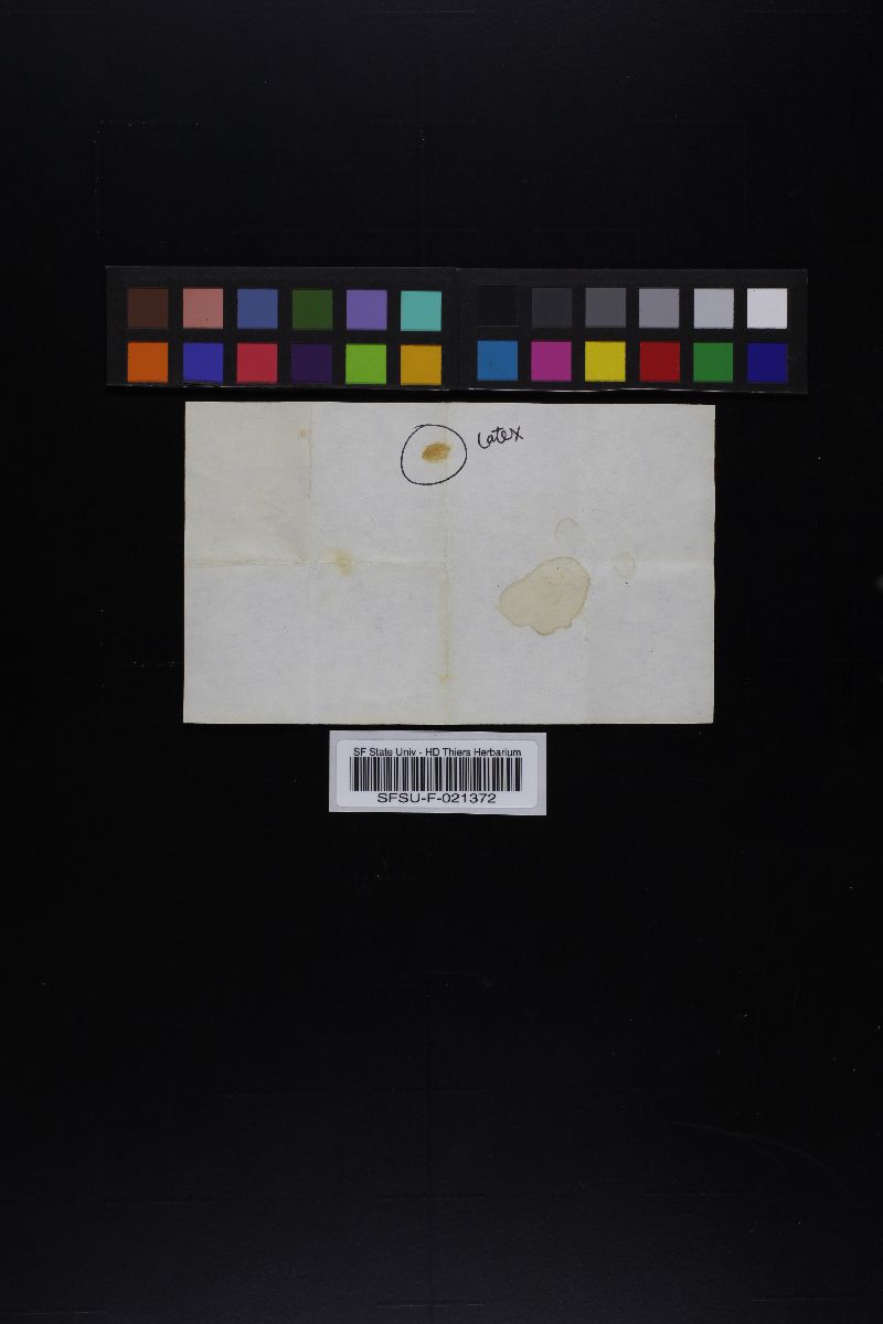 Lactarius luculentus var. laetus image