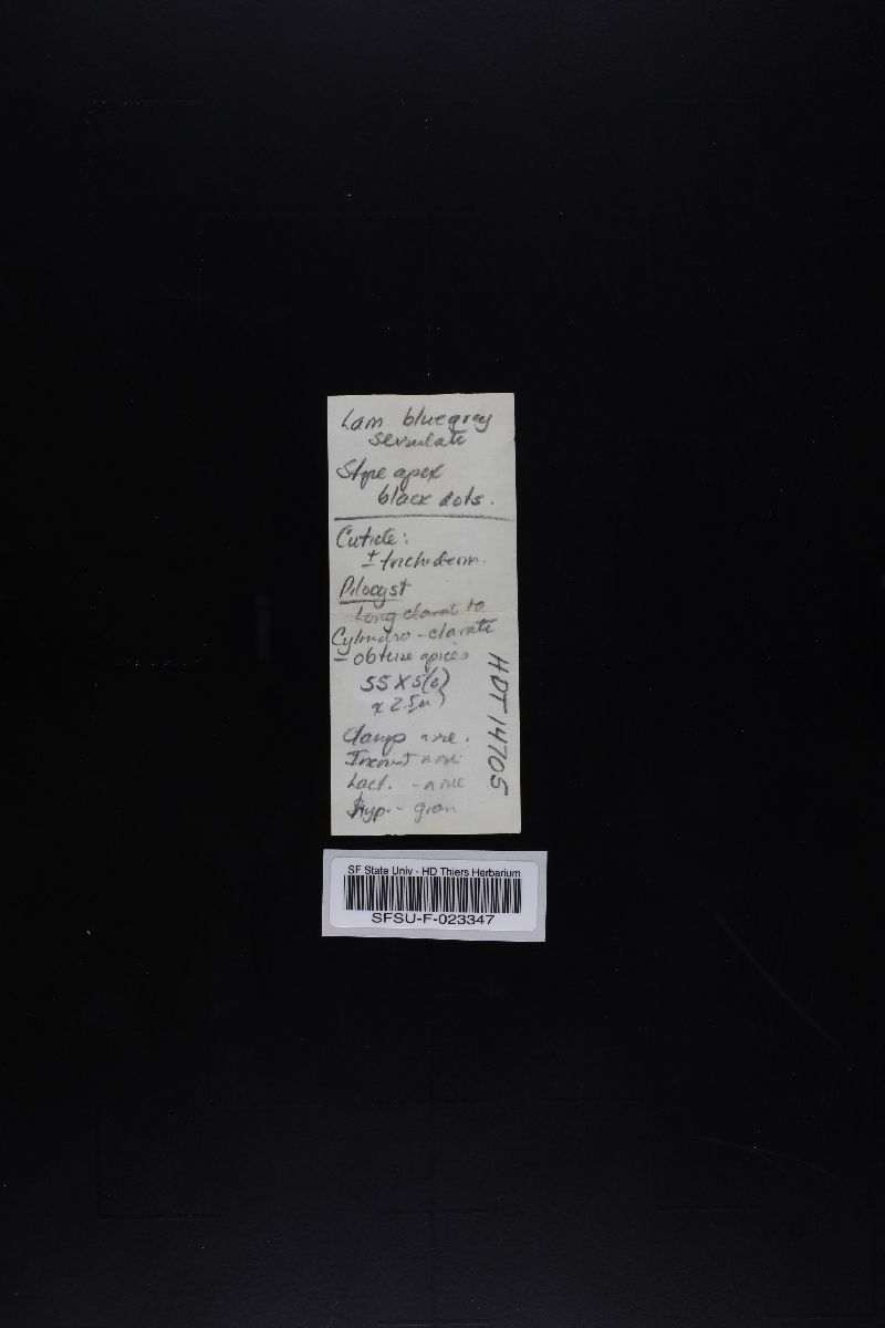 Leptonia chalybaea image