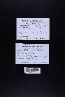 Leucocoprinus cepistipes image