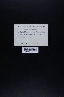 Leucopaxillus albissimus image