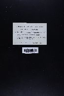 Lyophyllum decastes image