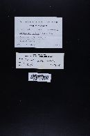 Hemimycena candida image