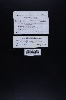 Marasmiellus candidus image