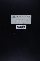 Hemimycena candida image