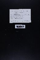 Marasmiellus praeacutus image