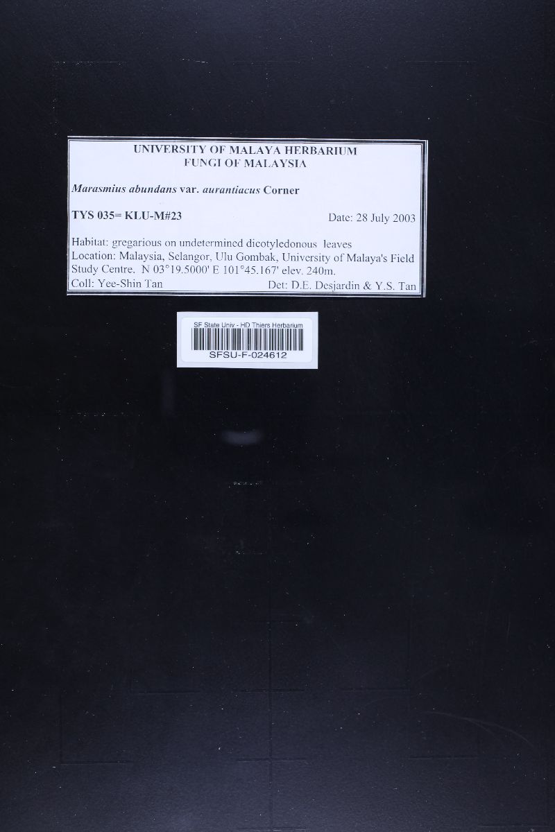 Marasmius abundans image