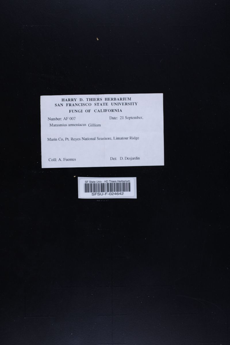 Marasmius armeniacus image