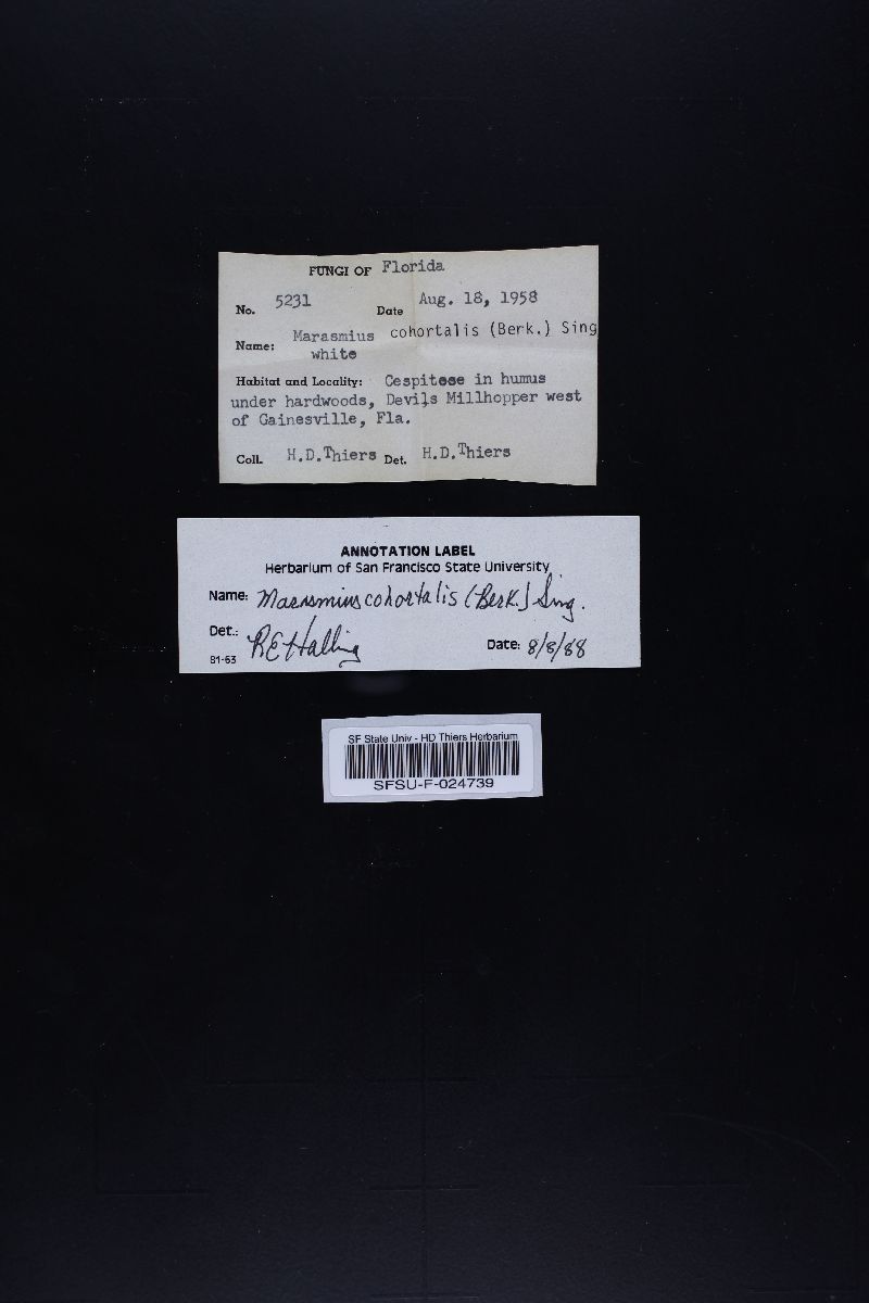 Marasmius cohortalis image