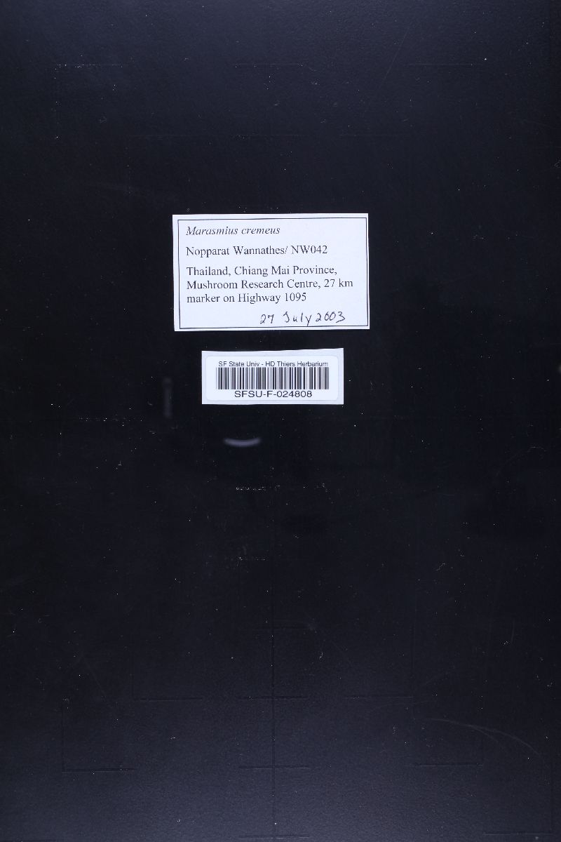 Marasmius cremeus image