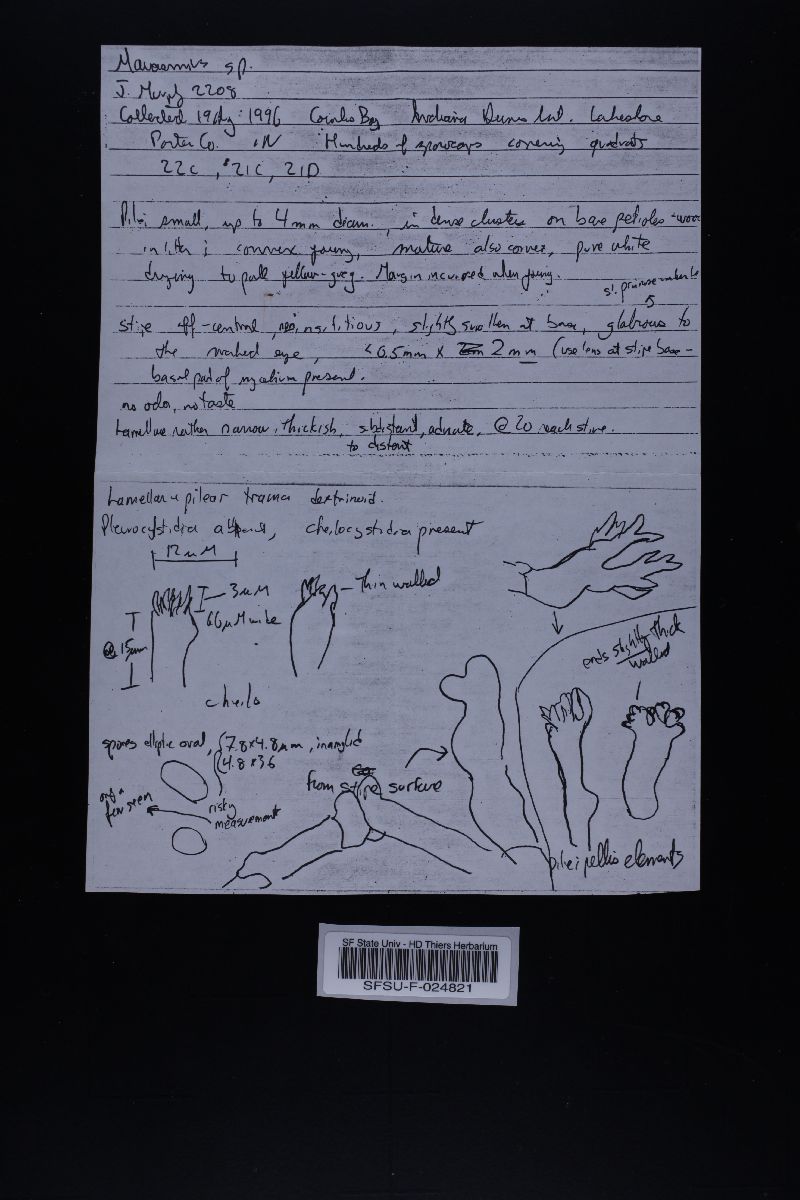 Marasmius falcatipes image