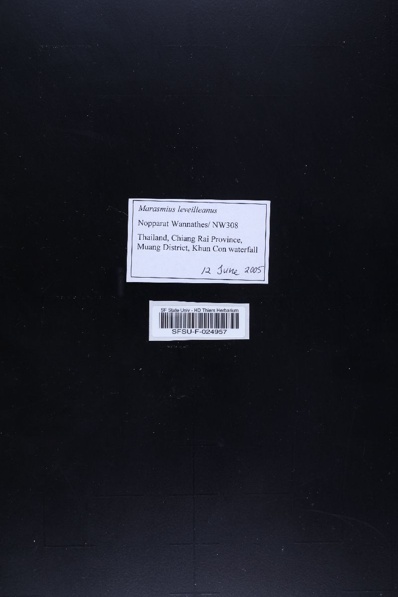 Marasmius leveilleanus image