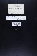Marasmius oreades image