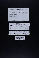 Marasmius oreades image