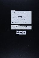 Marasmius oreades image