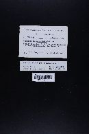 Marasmius pallidocephalus image