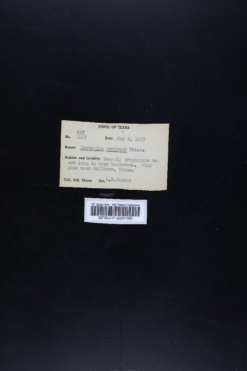Marasmius puniceus image