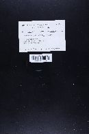 Marasmius quercophilus image