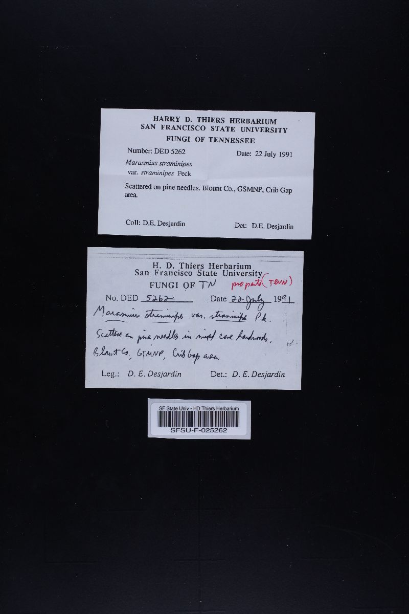 Marasmius straminipes var. straminipes image