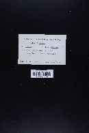 Marasmius siccus image