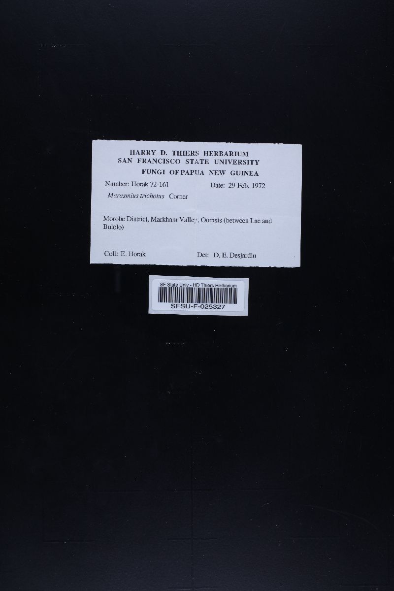 Marasmius trichotus image