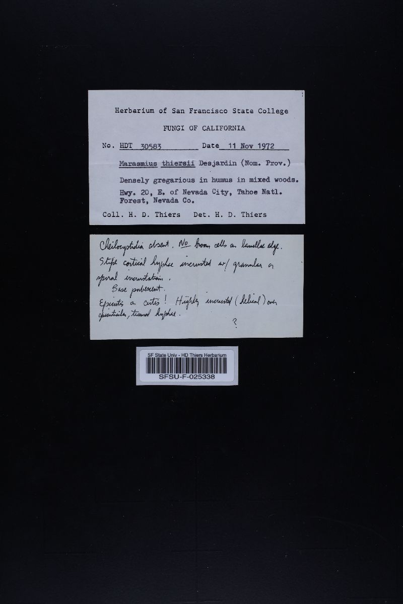 Marasmius thiersii image