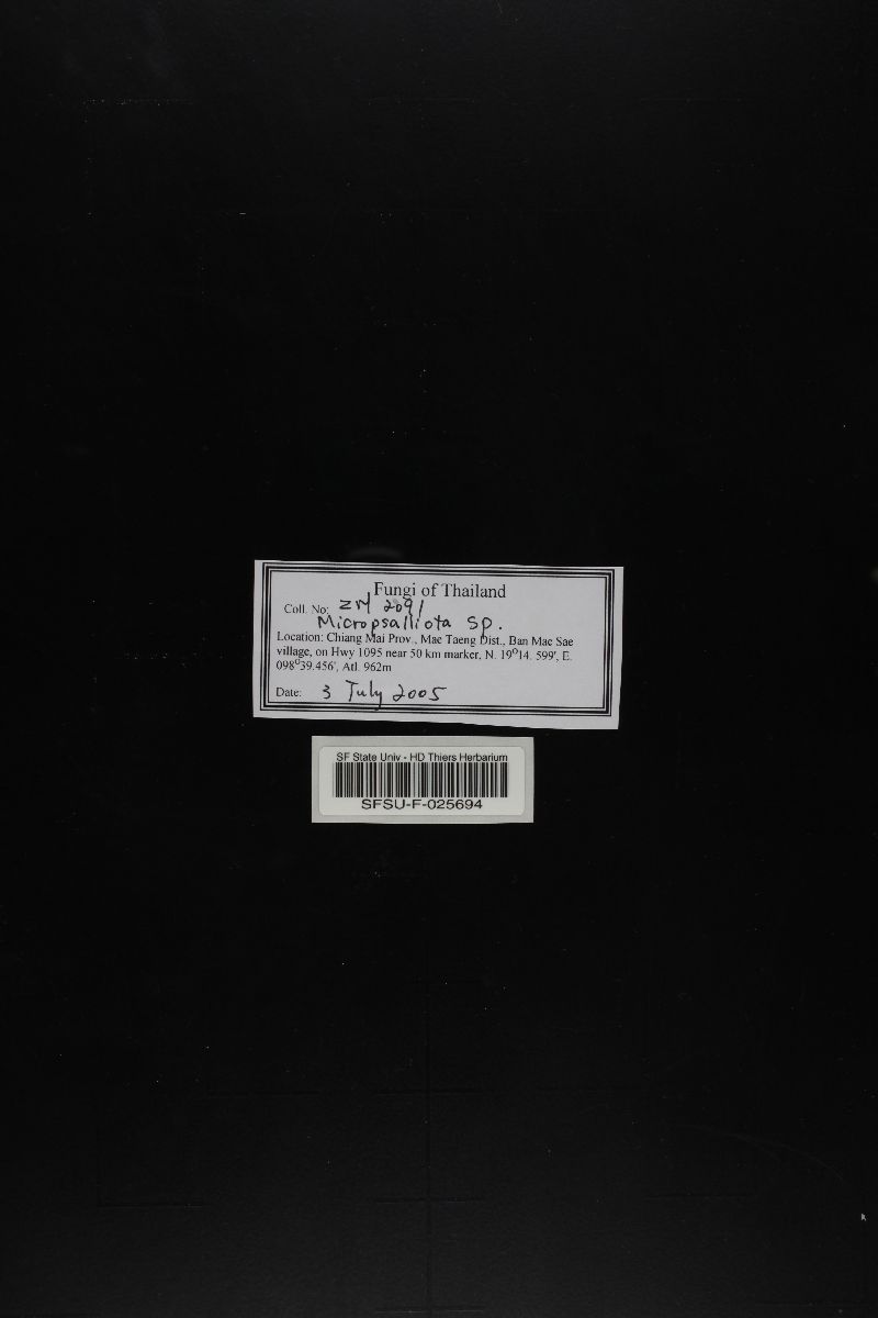 Micropsalliota image