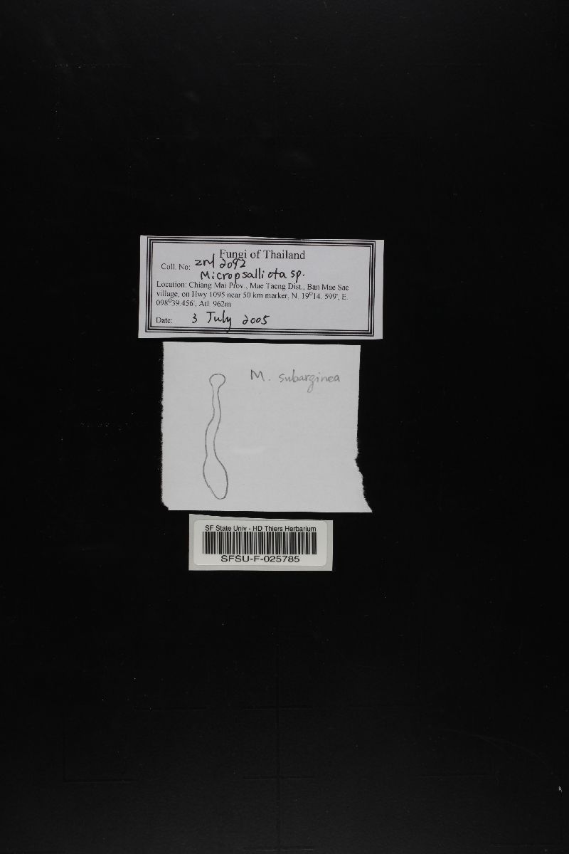Micropsalliota image