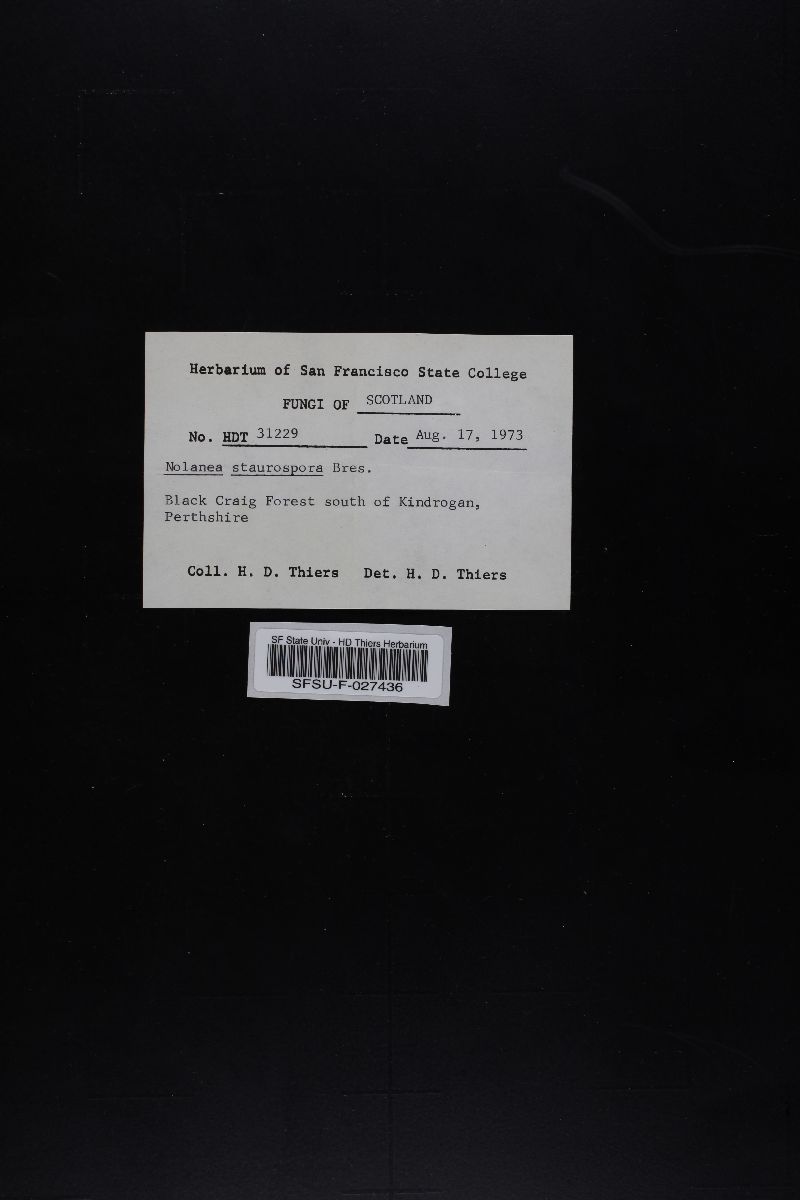 Nolanea staurospora f. staurospora image