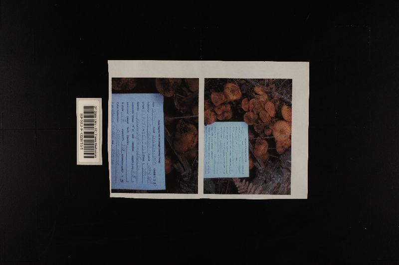 Phaeocollybia californica image